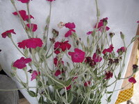 ムシトリナデシコは雑草ですか 花言葉が罠だそうです なんだか悪い感じがします Yahoo 知恵袋