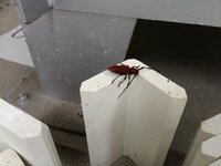 赤いカミキリムシのような珍しい虫を見つけたので これの名前がしりたい Yahoo 知恵袋