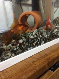 助けてください 金魚が死にそうです 底で死にそうになって動きません 応急措置を Yahoo 知恵袋