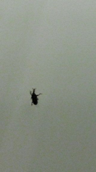 家の食器棚で 保存していたパスタの中からわいてしまった虫なのですが Yahoo 知恵袋