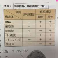 高1生物の問題なんですが原核細胞と真核細胞の比較なんですが この というの Yahoo 知恵袋