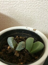 初めて多肉植物を購入したんですが 何故か片方だけぶよぶよになって腐ってしまいま Yahoo 知恵袋