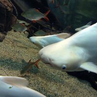写真の魚の名前を知りたいです 上海の水族館で見た魚です かわいいので Yahoo 知恵袋