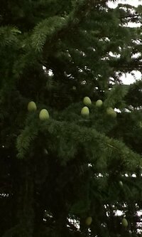 この写真はヒマラヤスギです 公園で見かけたのですが 枝の上に鶏卵サイ Yahoo 知恵袋