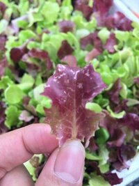 プランタにベビーリーフを植えたら 沢山生えてきたのですが この状態でも Yahoo 知恵袋