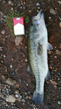 釣れたブラックバスの大きさを推定してもらいたいです 今日ブラックバス釣りに行き Yahoo 知恵袋