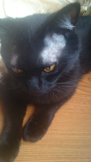 黒猫です 目の上のハゲについて以前も質問したのですが あれ以降は戻っ Yahoo 知恵袋