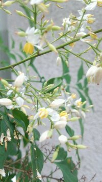 花の名前を教えてください 2メートルほどの庭木に白い小さな花が咲き始めました Yahoo 知恵袋