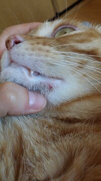 猫の口の横が怪我 先程気づいたのですが 猫の口の横の所が 少し血がで Yahoo 知恵袋
