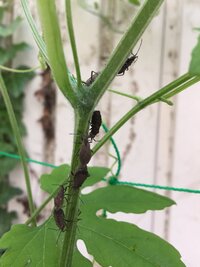 ゴーヤ ニガウリ につく害虫とその駆除剤に関してです ２本並んで植えてあるゴ Yahoo 知恵袋