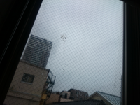 窓ガラスの外側に鳥の糞が付着して 雨でも綺麗に流れ落ちてくれません Yahoo 知恵袋