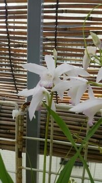 この蘭の様な花はなんという名前ですか シラン の白の種類だと Yahoo 知恵袋