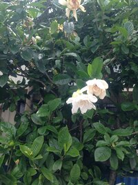 この花は何という名前でしょうか バニラの香りのようなココナッツの香り Yahoo 知恵袋