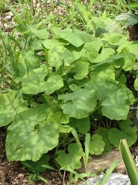 うちの庭に生えてきたものなのですが かぼちゃの葉に似ています 何だか Yahoo 知恵袋