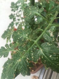 ミニトマトの葉全体に白っぽい斑点が出来ています 二つ苗を育てているのですが ど Yahoo 知恵袋