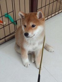 動物と話す能力って本当にあるんですか 私も動物と話せるようになりたいです 飼い Yahoo 知恵袋