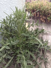 石垣の隙間から生える雑草なのか木なのか毎年取っても毎年生えてきます葉 Yahoo 知恵袋