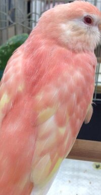 この鳥は何という名前でしょうか アキクサインコのルビノー 色種 Yahoo 知恵袋