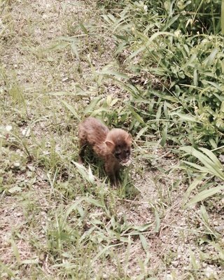 この動物何ですか 庭に居て逃げないで まだ子供なのに威嚇して凶暴です 教えてく Yahoo 知恵袋