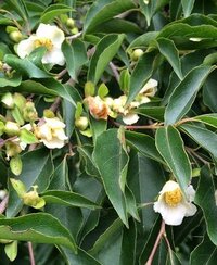 この椿に似た花の名前を教えて下さい 岩手で 今の時期の画像です 花の大きさ Yahoo 知恵袋
