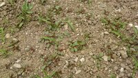 雑草について教えて下さい 画像の 茎の赤い丸い葉の雑草が 数年に一度大発生しま Yahoo 知恵袋