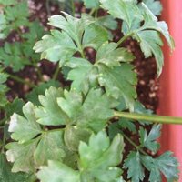 ベランダのプランターで栽培しているイタリアンパセリの葉に 細かい砂のようなもの Yahoo 知恵袋