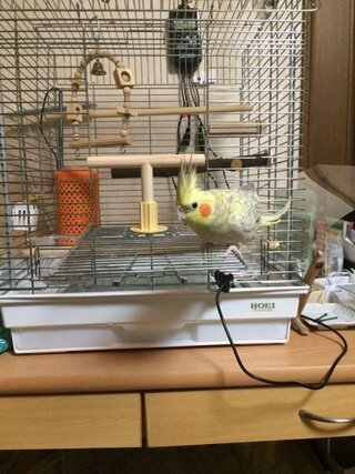 至急 いきなり怒り出したオカメインコについて お願いします Yahoo 知恵袋