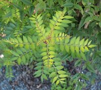 この植物の名前 種類 を教えてください いつ生えてきたのかわかりませ Yahoo 知恵袋