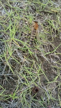 胴が長い蜂みたいなのを見つけました 庭で胴が長い蜂の様な虫を見つけ Yahoo 知恵袋