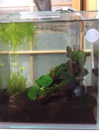 チェリーシュリンプが動きません 長いときで3日間くらい全く動かないので死 Yahoo 知恵袋