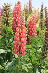 北海道でこの時期よく見かける花です 名前教えてください ルピナスで間違い Yahoo 知恵袋