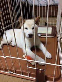 柴犬を飼っている皆さん お宅の柴は噛んだ事ありますか 柴は噛むというのが凄く Yahoo 知恵袋