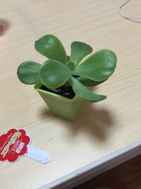 こんにちは 100均 ダイソー で買った 多肉植物の名前を教えて頂き Yahoo 知恵袋