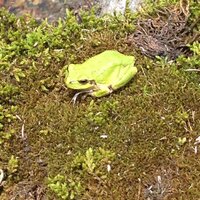 このカエルはアマガエルでしょうか 田んぼのすぐ近くにいました 2 3 Yahoo 知恵袋
