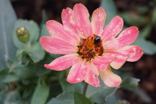 庭の花に黒い 黒光りする 小さな虫が多数付いてしまいました 葉も花も食べてしま Yahoo 知恵袋