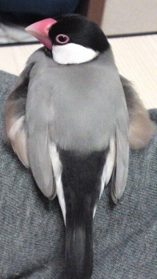 文鳥が羽膨らませる状態ってこんな感じですか 写真は拾ったものです 文鳥さん Yahoo 知恵袋