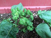 500枚 大葉を育てていますが 多分ハダニが付いてしまいました Yahoo 知恵袋