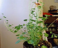 ナスチュームです どのように切り詰めたらよいでしょうか 春に買 Yahoo 知恵袋