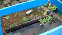 ビオトープの作り方を教えてください 100円ショップのバケツの中に Yahoo 知恵袋