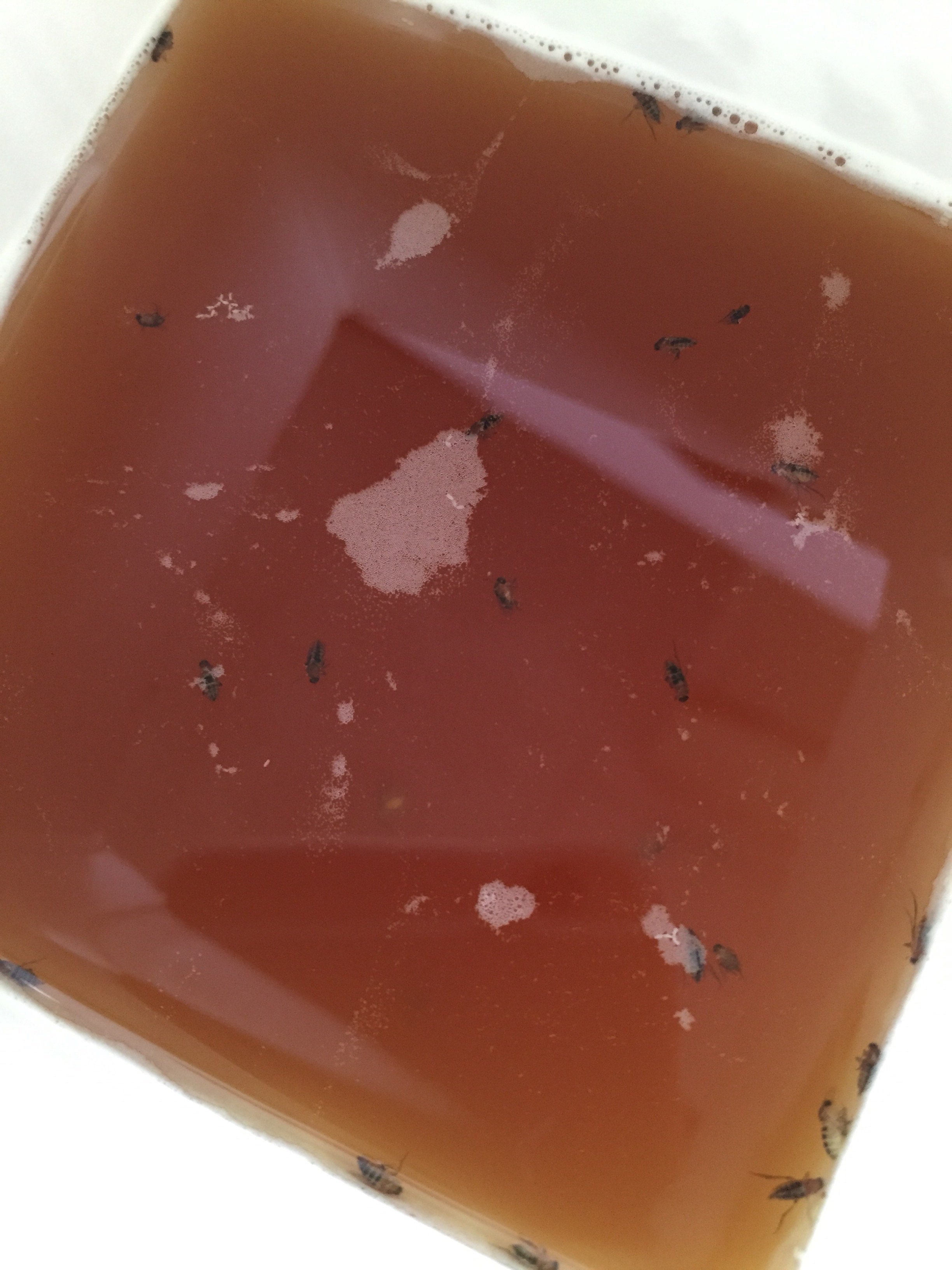 コバエホイホイ 自作