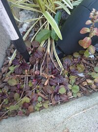 丹頂アリウムの育て方について教えてください 今年初めて丹頂アリウムを Yahoo 知恵袋