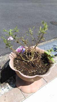 ガーデニング初心者です ペチュニアん梅雨の長雨にさらしてしまい画像のようになっ Yahoo 知恵袋