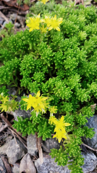 コケの種類だと思います 名前を教えて下さい お願い致します こ Yahoo 知恵袋