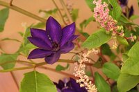 花言葉が 束縛 の花はありませんか 甘い束縛 テッセン のようでなく Yahoo 知恵袋