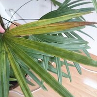 観葉植物のシュロチクを育てているのですが 葉が黄色くなりはじめていま Yahoo 知恵袋