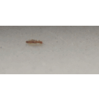 この虫は何ですか 夏になると毎年いつもキッチンの白い大理石の出窓に数匹確認でき Yahoo 知恵袋