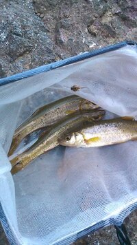 これはなんという魚でしょうか 以前 釣った魚なのですがアブラハヤにし Yahoo 知恵袋