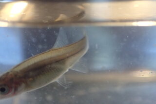 この魚は モツゴの稚魚でしょうか 近年 川に １０ｃｍ以上の長 Yahoo 知恵袋