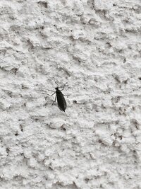 家の外壁に虫がたくさん付いていました 調べてみても何の虫かよくわかりません 体長 教えて 住まいの先生 Yahoo 不動産