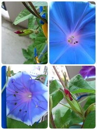 自宅のマンションのベランダで朝顔を育てていますが ついた種の Yahoo 知恵袋